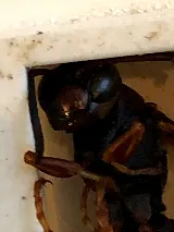Kreshco Pest Control photo 7