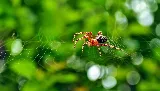 Bugs Bee Gone Pest Control photo 8