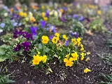 JD Landscape LLC photo 5