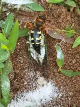 Peak Pest Management photo 7