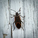OPC Pest Services - Pest Control & Exterminator, Lexington, KY photo 6