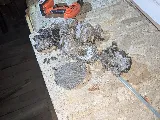 Local Pest Solutions Inc. photo 5