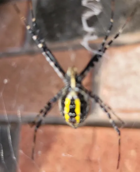 A One Pest Control Inc. in Brampton