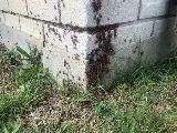 Extermination Complete Bugs Longueuil photo 3