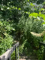 Garden Culture NYC photo 6
