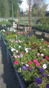 Roots Nursery & Landscape photo 6