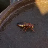 Apex Pest Control LLC photo 4