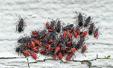 Custom West Pest & Wildlife photo 3