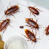 Rest Easy Pest Control photo 6
