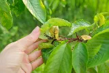 Central Oregon Pest Solutions (COPS) photo 5