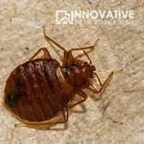 Innovative Pest Solutions photo 7