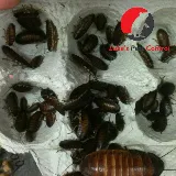 Luke's Pest Control photo 7
