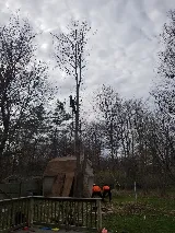 Tree And Yard Renovations photo 8