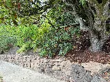 Prestige Landscape & Tree Service photo 7