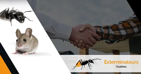 Eradik Extermination in Lévis