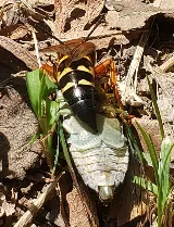 Bug Techs Pest Control Company Inc photo 4