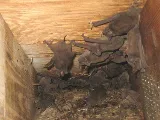 Family Pest And Wildlife photo 7