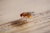 Insight Pest Solutions photo 5