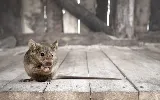 Quality Pest Control photo 6