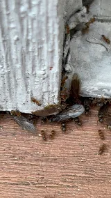 AMPM Exterminators photo 3