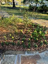 J&R Landscaping Services photo 2