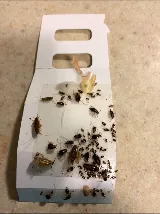 Speedy Pest Control photo 7