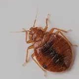 Town & Country Pest Solutions inc photo 4