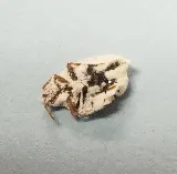 Bug Bakers of Columbus photo 4