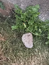 Pointe Pest Control - Bend photo 6