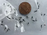 Olson's Pest Technicians photo 7