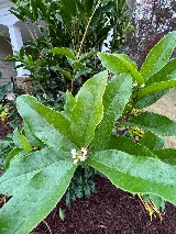 LandGreen Landscaping Inc. photo 8