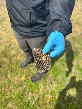Diamond Pest Solutions photo 8