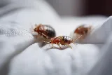 Palmetto Exterminators photo 6