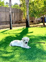 Alpha Turf Inc photo 5