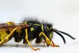 Dr.Pest photo 8