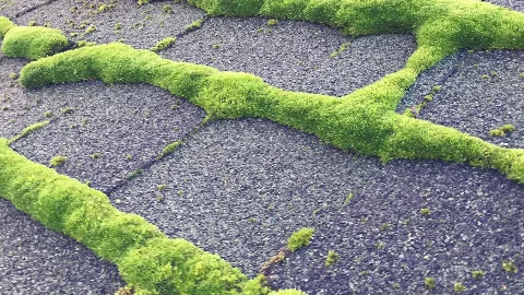 Coastal Roof Cleaning Experts in North Vancouver
