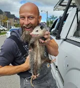 Ace Humane Wildlife Removal & Pest Control photo 4