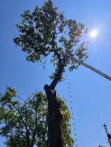 Your Friendly Neighbor Landscaping & Tree Service photo 7