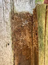 Ace Pest Control photo 4