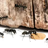 Stewart Termite & Pest Control photo 4