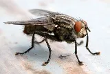 Pied Piper Pest Control photo 8