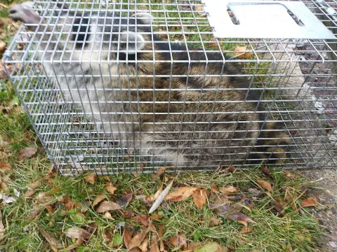 Humberto's Pest Management Services photo 1