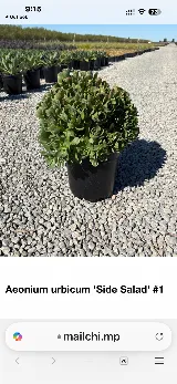 Perez Nursery & Landscaping, Inc. photo 7
