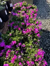 Perez Nursery & Landscaping, Inc. photo 3