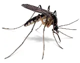 Bug State Pest Control Inc photo 7