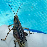 KNOCKOUT Pest Control Jacksonville photo 8
