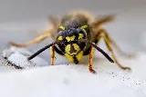 Phantom Pest Control North Vancouver photo 6