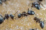 It's Bugs Or Us Pest Control photo 5