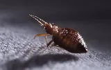 EnviroPest | Finger Lakes Pest Control photo 3