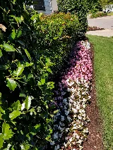 Serene Scenes Lawn and Landscape LLC photo 6